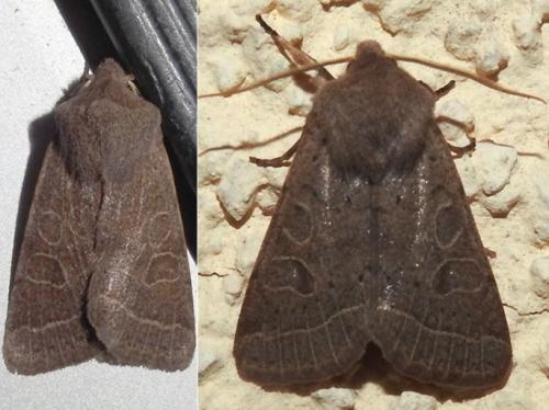 Orthosia cerasi